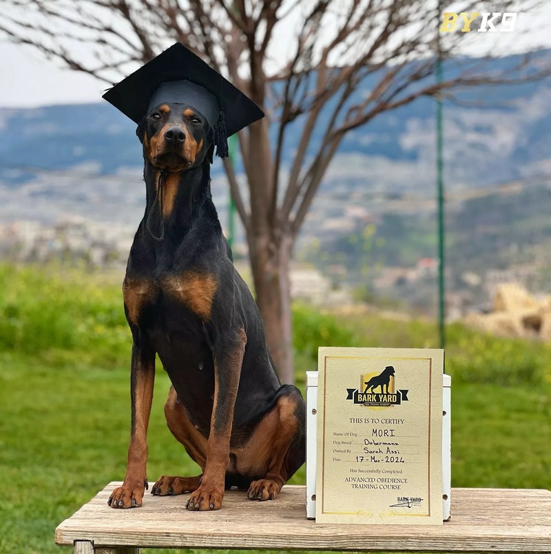 Cover Picture 1 Of Bark Yard Dog Training Academy