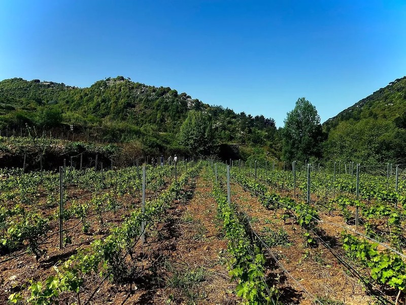 Cover Picture 1 Of IXSIR Winery