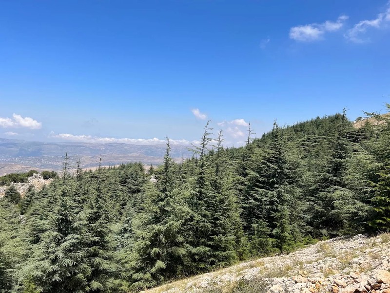 Cover Picture 1 Of Shouf Biosphere Reserve 
