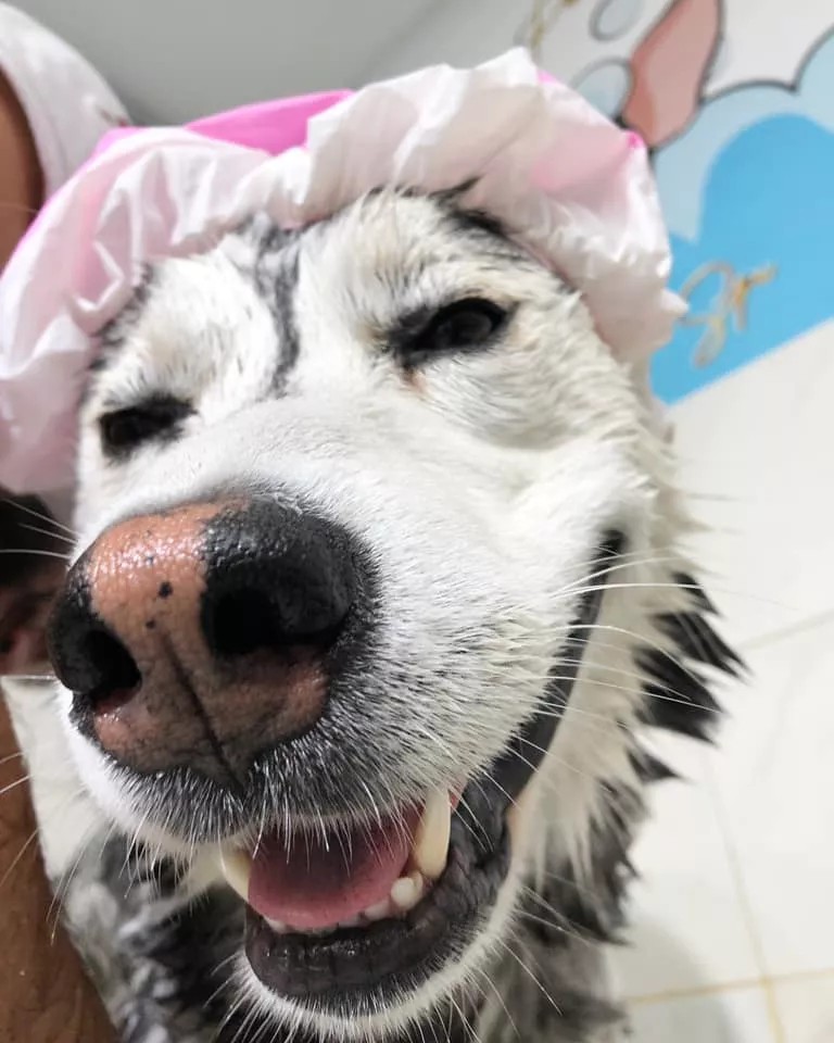 Cover Picture 1 Of Paw Spa