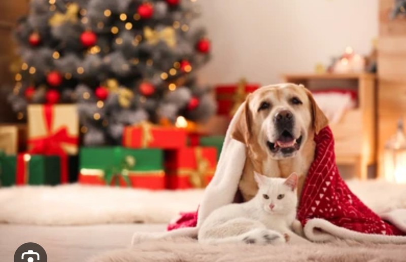 Cover Picture 1 Of Pet & Paw