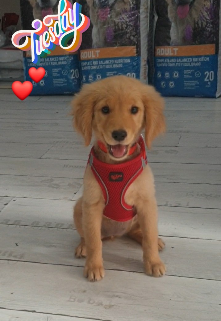 Cover Picture 2 Of Pet & Paw
