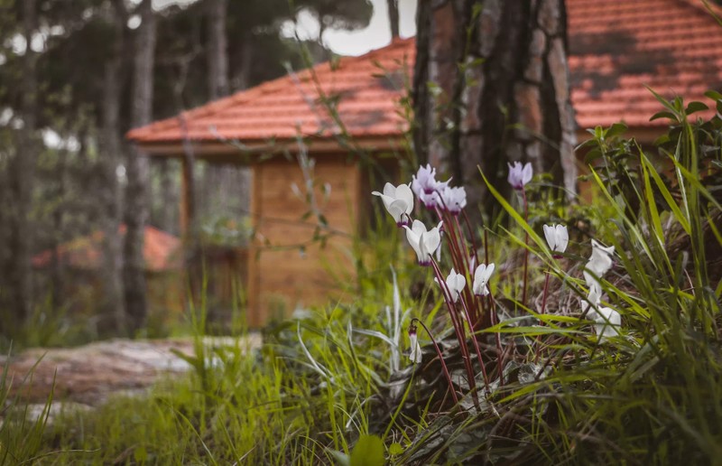 Cover Picture 1 Of La Maison de la Foret