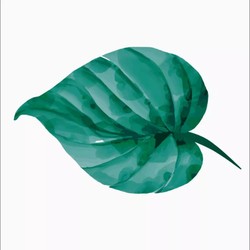 Profile Picture Of CATALPA